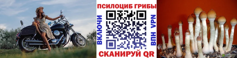 Купить  Ярославль  Псилоцибиновые грибы мицелий 